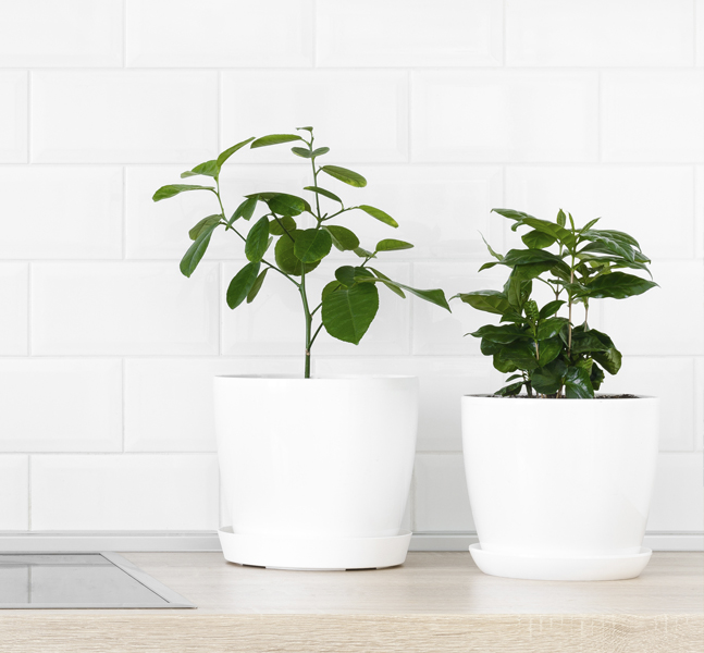 Plantas para decorar